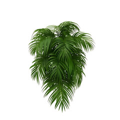 Obraz premium Isolated Green Palm Plant Leaf Tropical Foliage on Transparent Background