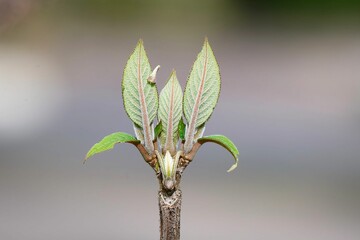 detailed close-up of young leaves from a bud of a velvet hydrangea Hydrangea aspera in a park in cologne at the end of march