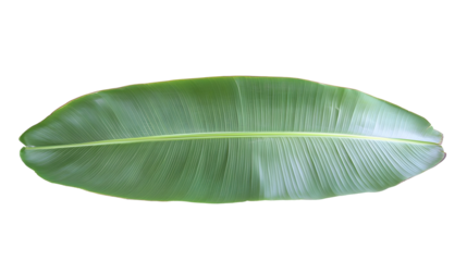 Isolated Macro Photo of Green Leaf with Transparent Background