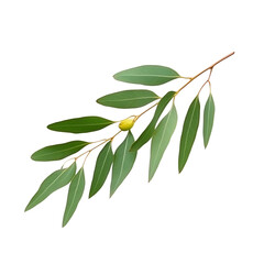 Obraz premium Isolated Transparent Eucalyptus Branch with Green Leaf Foliage Flora