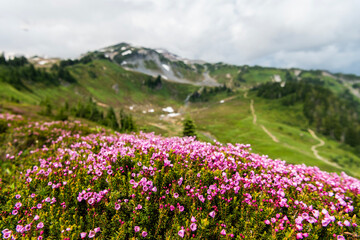 Obraz premium Mountain heather blossom. Pink mountain heather meadow flower. Meadow with wildflower of mountain heather flower in nature. Summer nature. Flowering plant. Flower of phyllodoce empetriformis