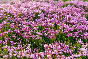 Flowering plant. Flower blossom of nature background. Mountain heather blossom. Pink mountain heather meadow flower. Meadow with wildflower of mountain heather flower in nature. Summer nature