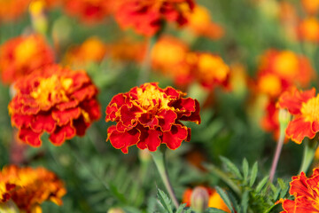 Flowering marigold in nature. Macro of flowering marigold. Orange tagetes flower. Natural flower blossom. Flora nature. Bright blooming flower in nature. Marigold flower. Blooming nature