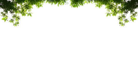 Obraz premium Transparent Background of Foliage Nature Frame Green Leaf Element