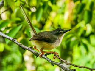 bird on a branch