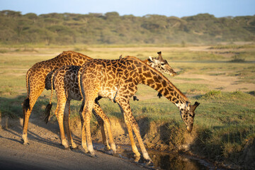 Three giraffes with oxpecker birds at sunset