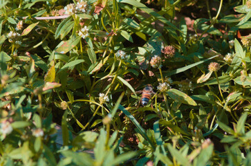 Wild flowers pollinated by bee