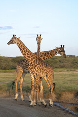 Three Giraffes all facing a different direction