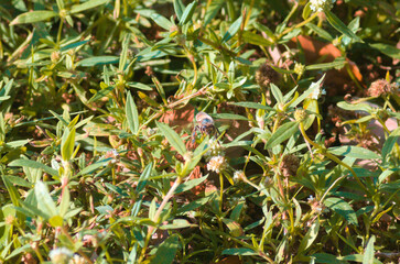 Wild flowers pollinated by bee