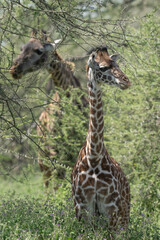 Baby giraffe in the grass with mom behind