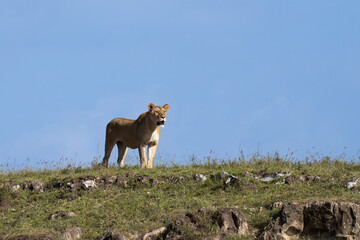 Lioness standing on a hillside