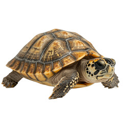 Fototapeta premium Big Turtle Isolated on Transparent Background 