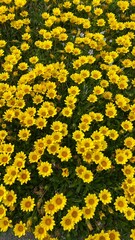 yellow flowers background