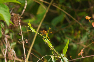 dragonfly on a green leaf