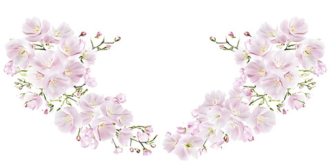 Illustration Floral blossom With Delicate Pink Petals Transparent Background