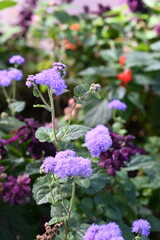 many different flowers on a flowerbed in the park