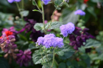 many different flowers on a flowerbed in the park