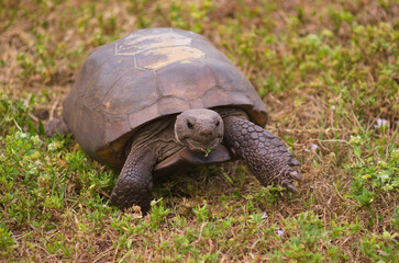 turtle on the grass