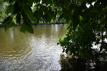 Naklejka premium bench in the park near the lake