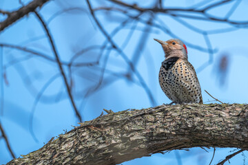 Northern flicker perched in a tree.