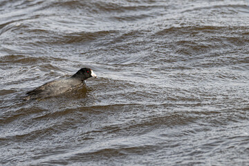American coot swimming against the waves.