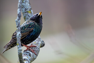 Common starling perched in a tree.