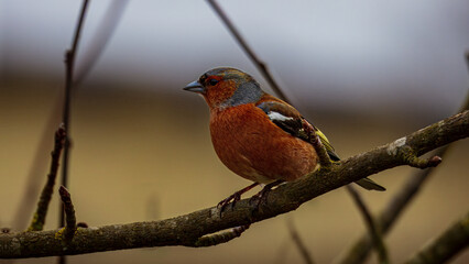 Chaffinch at Hauxley Nature Reserve Northumberland