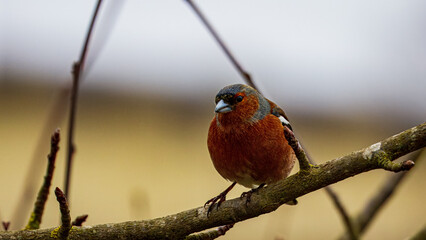 Chaffinch at Hauxley Nature Reserve Northumberland