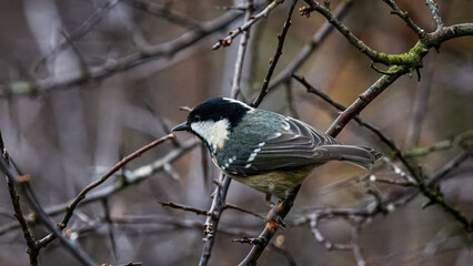 Coal Tits Hauxley Nature Reserve March 2025