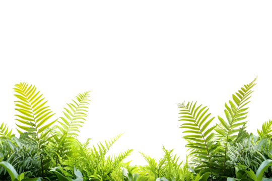 Isolated Transparent Green Fern Foliage Natural Botanical Background