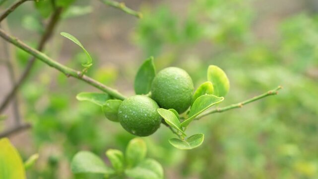 Fresh green limes grow on branch surrounded by vibrant green leaves, highlighting natures beauty and organic growth potential in agriculture and garden settings.