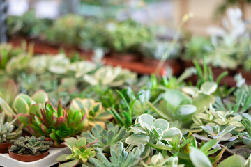 Cultivated cactuses in a row at the flower market