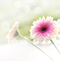 A pink flower in a square presentation with a blurred bokeh background and plenty of room at the top and bottom for text.
