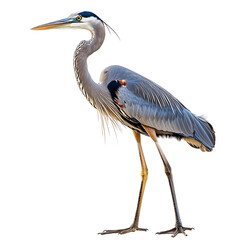 Graceful Blue Heron Stalking Prey with Long Legs Isolated on Transparent Background
