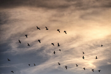 Snow geese migration  Kearney, Nebraska  © Tom