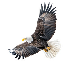 Obraz premium Majestic Bald Eagle in Flight Wings Spread Wide Dark Background