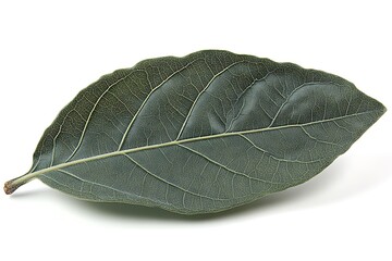 Obraz premium A close up image showing a single detailed green leaf
