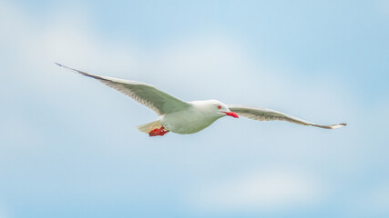 Fototapeta premium Seagull in flight in the early afternoon light blue sky
