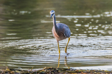 Naklejka premium White-faced Heron and reflection in the lake at Sunset