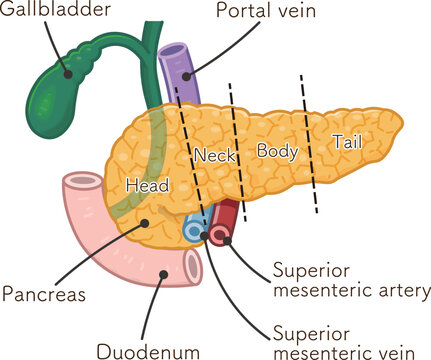膵臓・十二指腸・胆嚢・胆道・門脈のイラスト pancreas・duodenum・portal vein・illustration