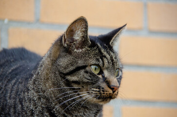 The common European cat with watchful eyes scanning its surroundings. A skilled hunter, it loves to explore streets and rooftops, but also snuggles in laps. Pet, Domestic Animal