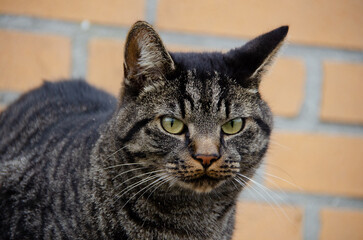 The common European cat with watchful eyes scanning its surroundings. A skilled hunter, it loves to explore streets and rooftops, but also snuggles in laps. Pet, Domestic Animal