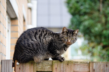 The common European cat with watchful eyes scanning its surroundings. A skilled hunter, it loves to...