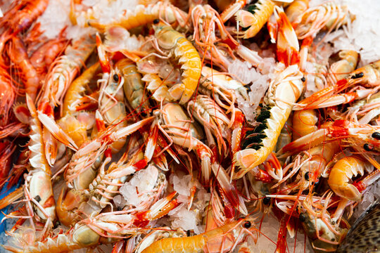 Closeup of fresh chilled langoustines on crushed ice on counter of seafood store
