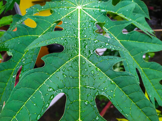 green leaf with water drops
