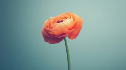 Obraz premium Single Peach Ranunculus Blossom on Blue Background