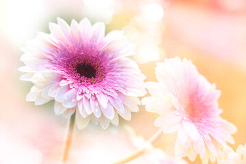 A beautiful abstract image of a pink flower with a blurred bokeh background.  A landscape horizontal presentation.