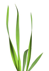 Blades of green grass isolated on white