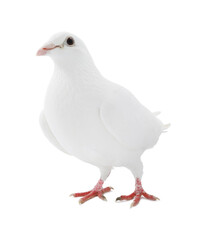 One dove isolated on white. Graceful bird