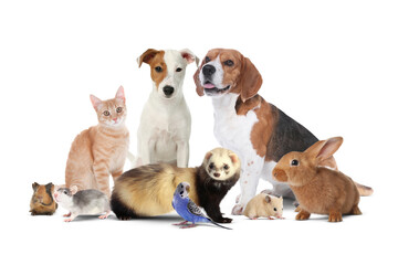 Group of cute domestic pets on white background